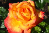 UK, LONDON, Regent's Park, Rose Gardens, yellow and orange rose, UK15248JPL