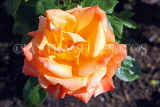 UK, LONDON, Regent's Park, Rose Gardens, yellow and orange rose in full bloom, UK15244JPL