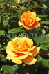 UK, LONDON, Regent's Park, Rose Gardens, yellow and orange roses, UK15230JPL