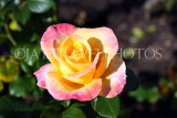 UK, LONDON, Regent's Park, Rose Gardens, yellow and pink rose, UK15205JPL