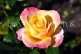 UK, LONDON, Regent's Park, Rose Gardens, yellow and pink rose, UK15206JPL
