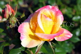 UK, LONDON, Regent's Park, Rose Gardens, yellow and pink rose, UK15208JPL