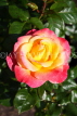 UK, LONDON, Regent's Park, Rose Gardens, yellow and pink rose, UK15209JPL