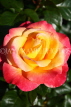 UK, LONDON, Regent's Park, Rose Gardens, yellow and pink rose, UK15211JPL