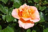 UK, LONDON, Regent's Park, Rose Gardens, yellow and pinke rose, UK15231JPL