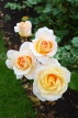 UK, LONDON, Regent's Park, Rose Gardens, yellow and white roses, UK15107JPL