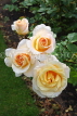 UK, LONDON, Regent's Park, Rose Gardens, yellow and white roses, UK15108JPL