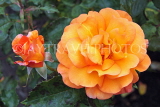 UK, LONDON, Regent's Park, Rose Gardens, yellow orange rose, UK15552JPL