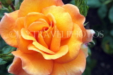 UK, LONDON, Regent's Park, Rose Gardens, yellow orange rose, UK15553JPL