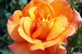 UK, LONDON, Regent's Park, Rose Gardens, yellow orange rose, UK15554JPL