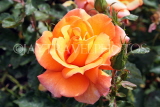UK, LONDON, Regent's Park, Rose Gardens, yellow orange rose, UK15555JPL