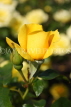 UK, LONDON, Regent's Park, Rose Gardens, yellow rose, UK15030JPL