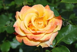 UK, LONDON, Regent's Park, Rose Gardens, yellow rose, UK15112JPL