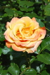 UK, LONDON, Regent's Park, Rose Gardens, yellow rose, UK15113JPL