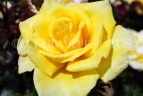 UK, LONDON, Regent's Park, Rose Gardens, yellow rose, UK15173JPL