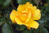 UK, LONDON, Regent's Park, Rose Gardens, yellow rose, UK15549JPL