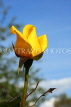 UK, LONDON, Regent's Park, Rose Gardens, yellow rose bud, UK15025JPL