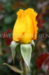 UK, LONDON, Regent's Park, Rose Gardens, yellow rose bud, UK15550JPL