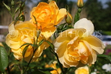 UK, LONDON, Regent's Park, Rose Gardens, yellow roses, UK15133JPL