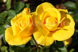 UK, LONDON, Regent's Park, Rose Gardens, yellow roses, UK15212JPL