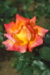UK, LONDON, Regents Park, Rose Garden, pink and yellow Rose, UK7381JPL