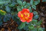 UK, LONDON, Regents Park, Rose Garden, red and orange Rose, UK7380JPL