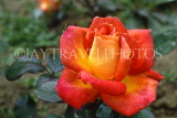 UK, LONDON, Regents Park, Rose Garden, red and orange Rose, UK7382JPL