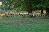 UK, LONDON, Richmond, Deer at Richmond Park, UK9427JPL