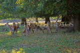 UK, LONDON, Richmond, Deer at Richmond Park, UK9429JPL
