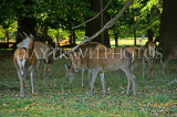 UK, LONDON, Richmond, Deer at Richmond Park, UK9430JPL