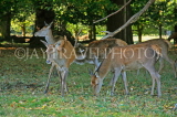 UK, LONDON, Richmond, Deer at Richmond Park, UK9431JPL
