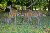 UK, LONDON, Richmond, Deer at Richmond Park, UK9432JPL