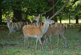 UK, LONDON, Richmond, Deer at Richmond Park, UK9433JPL