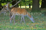 UK, LONDON, Richmond, Deer at Richmond Park, UK9434JPL