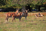 UK, LONDON, Richmond, Deer at Richmond Park, UK9435JPL