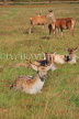 UK, LONDON, Richmond, Deer at Richmond Park, UK9436JPL
