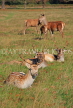 UK, LONDON, Richmond, Deer at Richmond Park, UK9437JPL