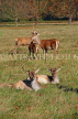 UK, LONDON, Richmond, Deer at Richmond Park, UK9438JPL