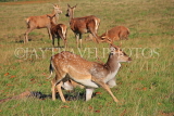 UK, LONDON, Richmond, Deer at Richmond Park, UK9440JPL