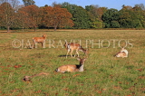 UK, LONDON, Richmond, Deer at Richmond Park, UK9441JPL