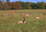 UK, LONDON, Richmond, Deer at Richmond Park, UK9442JPL