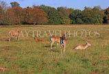 UK, LONDON, Richmond, Deer at Richmond Park, UK9443JPL