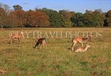 UK, LONDON, Richmond, Deer at Richmond Park, UK9444JPL