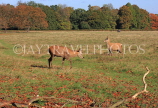 UK, LONDON, Richmond, Deer at Richmond Park, UK9447JPL