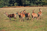 UK, LONDON, Richmond, Deer at Richmond Park, UK9448JPL
