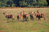UK, LONDON, Richmond, Deer at Richmond Park, UK9449JPL