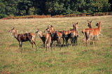 UK, LONDON, Richmond, Deer at Richmond Park, UK9450JPL