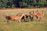 UK, LONDON, Richmond, Deer at Richmond Park, UK9451JPL