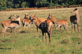 UK, LONDON, Richmond, Deer at Richmond Park, UK9452JPL