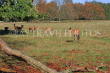 UK, LONDON, Richmond, Deer at Richmond Park, UK9454JPL